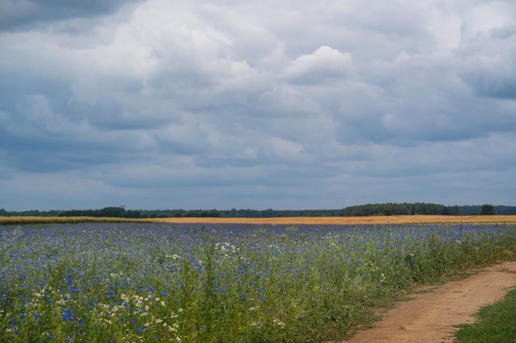 Waarom bio-based bouwen beter is voor mens en natuur